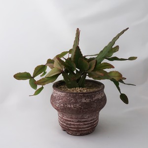 鳥居明生  plant pot /no.35 リプサリス アキプテラルブラ