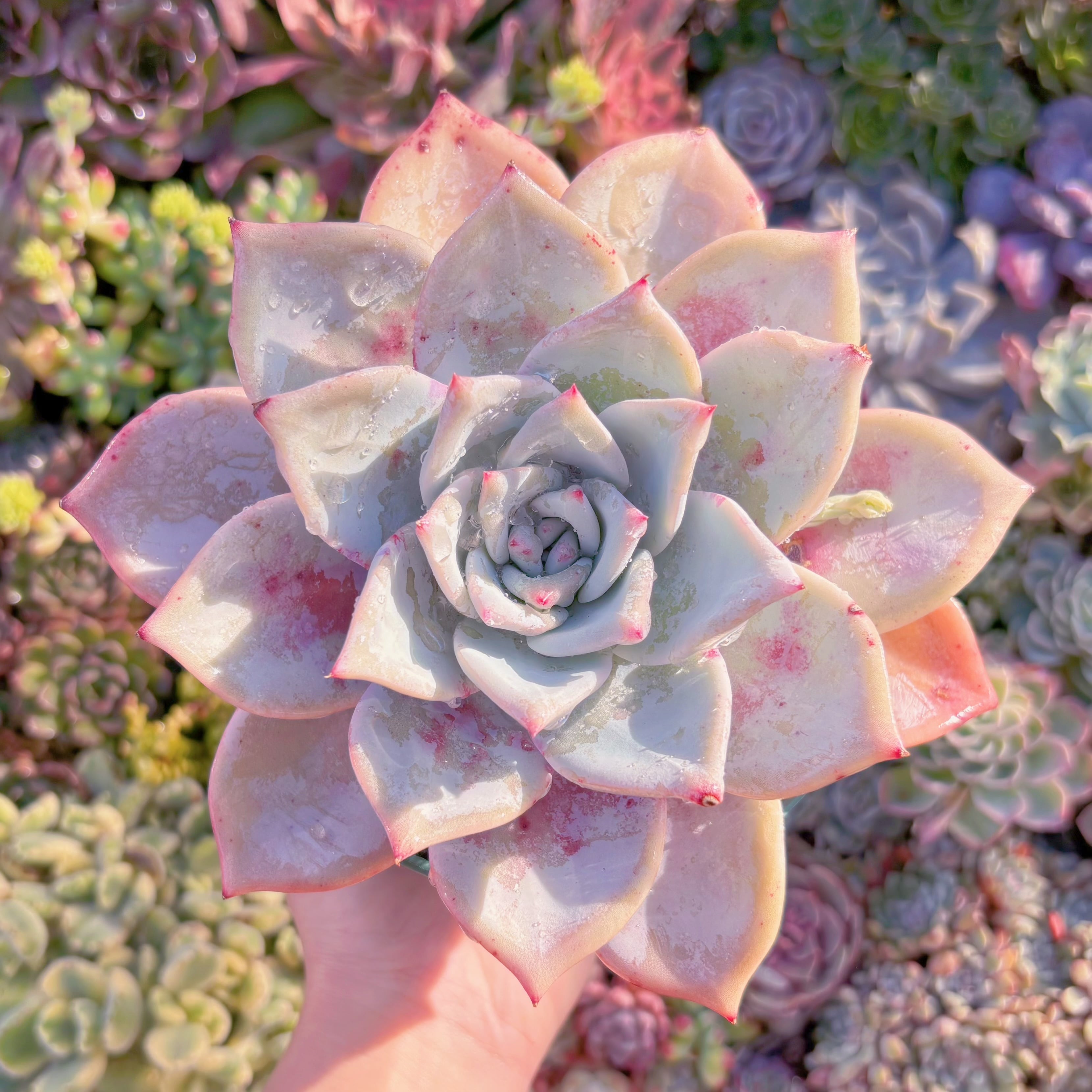 現品　ダイヤモンドコロラータ#794　特大苗　在庫僅少　るる農園