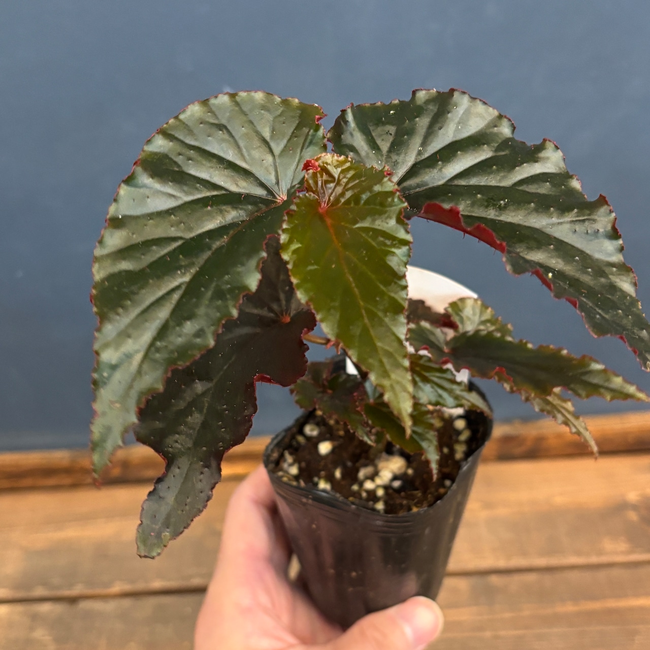 ベゴニア ブラックドラゴン【1087】