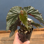 ベゴニア ブラックドラゴン【1087】