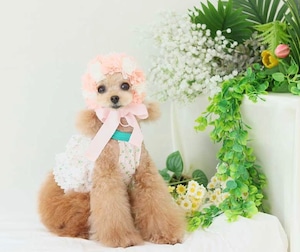 予約【HAPPY JJANGGU】JOYFUL MINI( Small Flower)