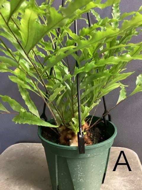 ドリナリア リギデュラ シダ植物 着生植物 観葉植物【おしゃれ