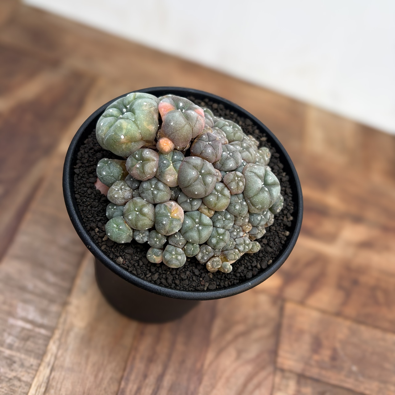 Lophophora williamsii variegata【ロフォフォラ・仔吹烏羽玉錦】