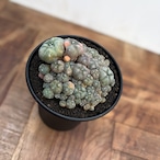 Lophophora williamsii variegata【ロフォフォラ・仔吹烏羽玉錦】