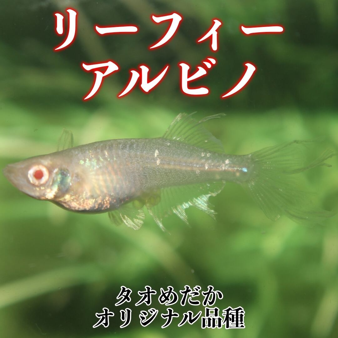 メダカ産卵セット♪オリジナル塗装♪大2個♪おまけ付き♪1セットのみ☆ ALL ITEM | タオめだか 公式ショップ
