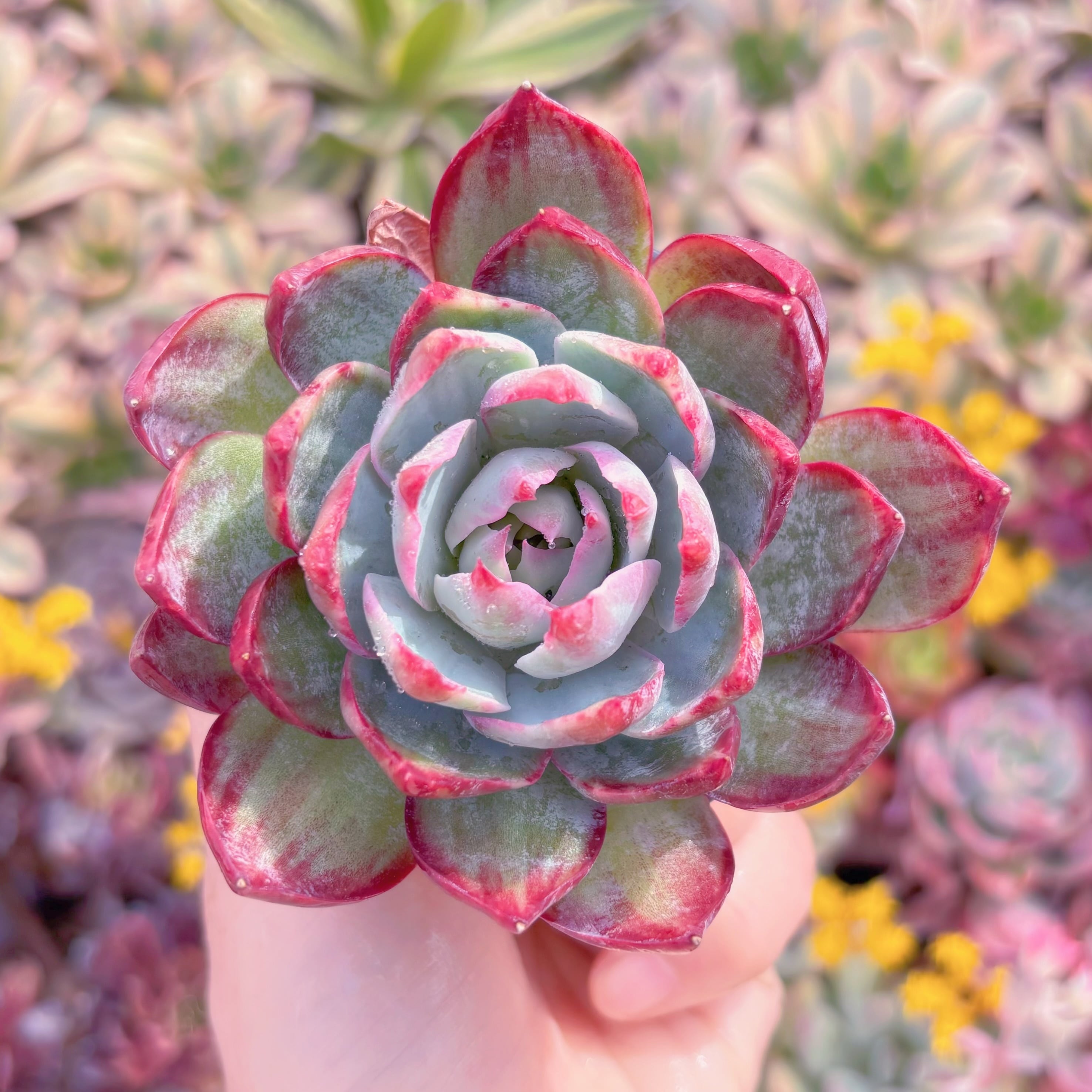 現品　カシオ#A012　るる農園