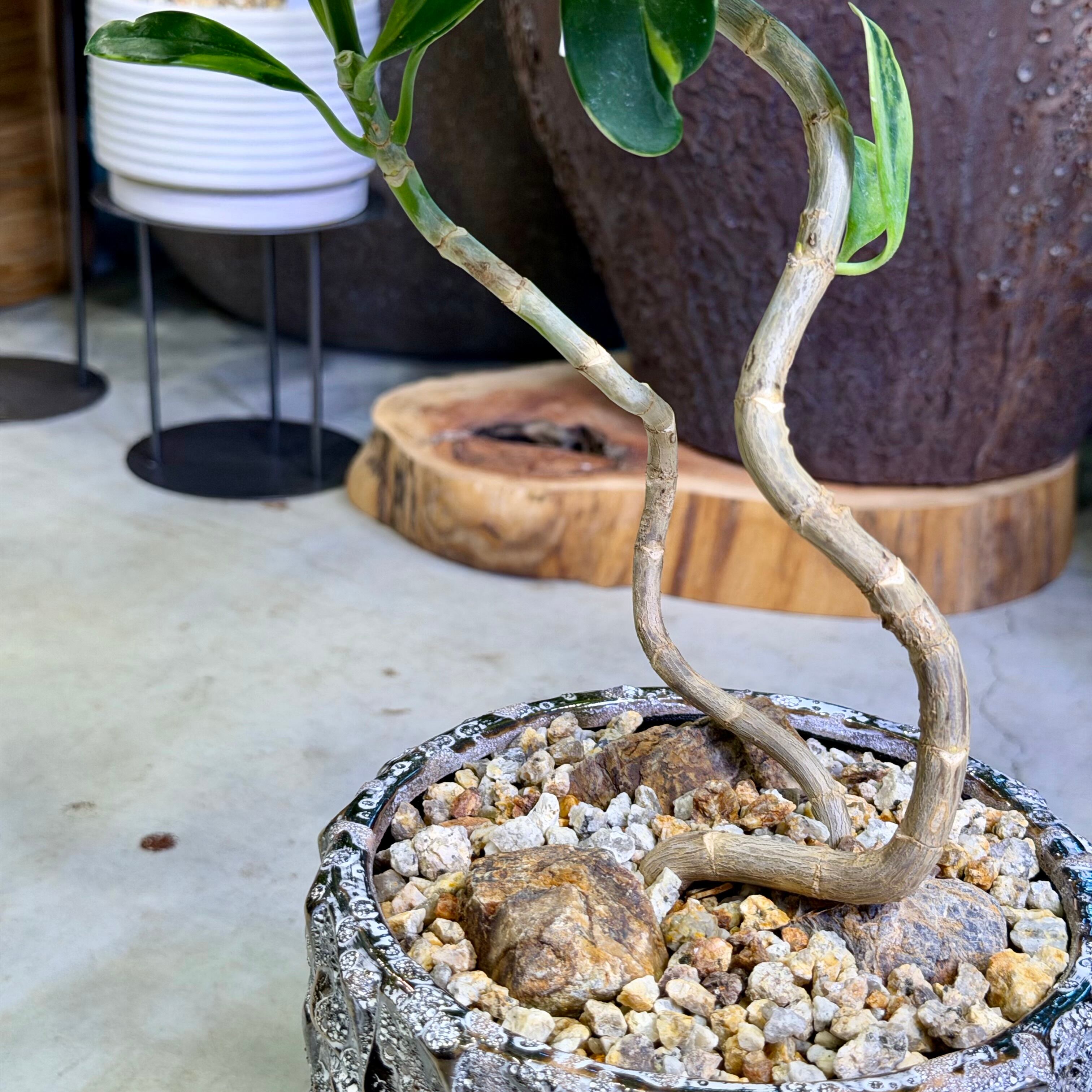 ファグラエア・ベルテロアナ 'バリエガータ' | barrelplants_BONSAI