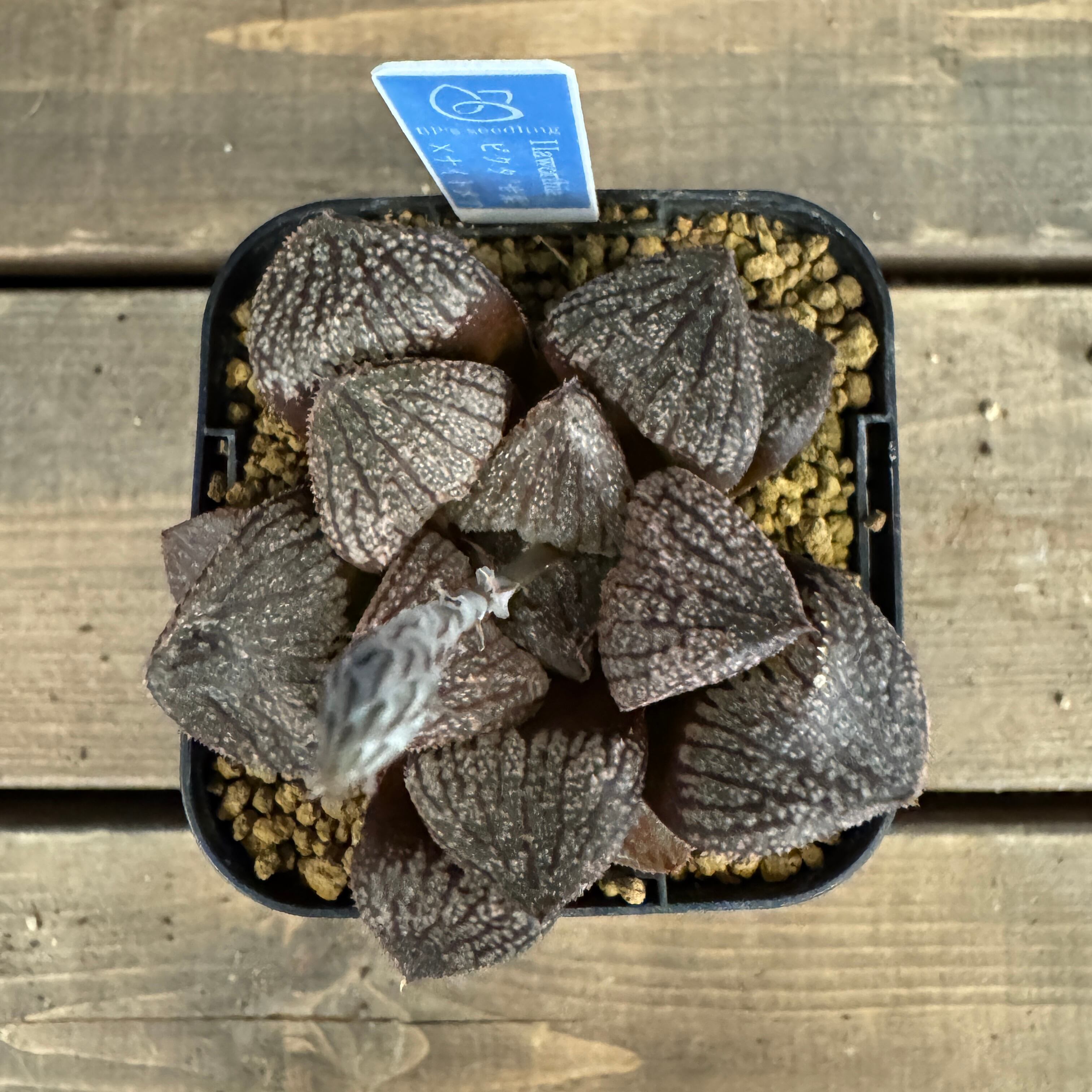 ハオルチア ハイブリット ピクタ'甘栗' × ナイトメア【823