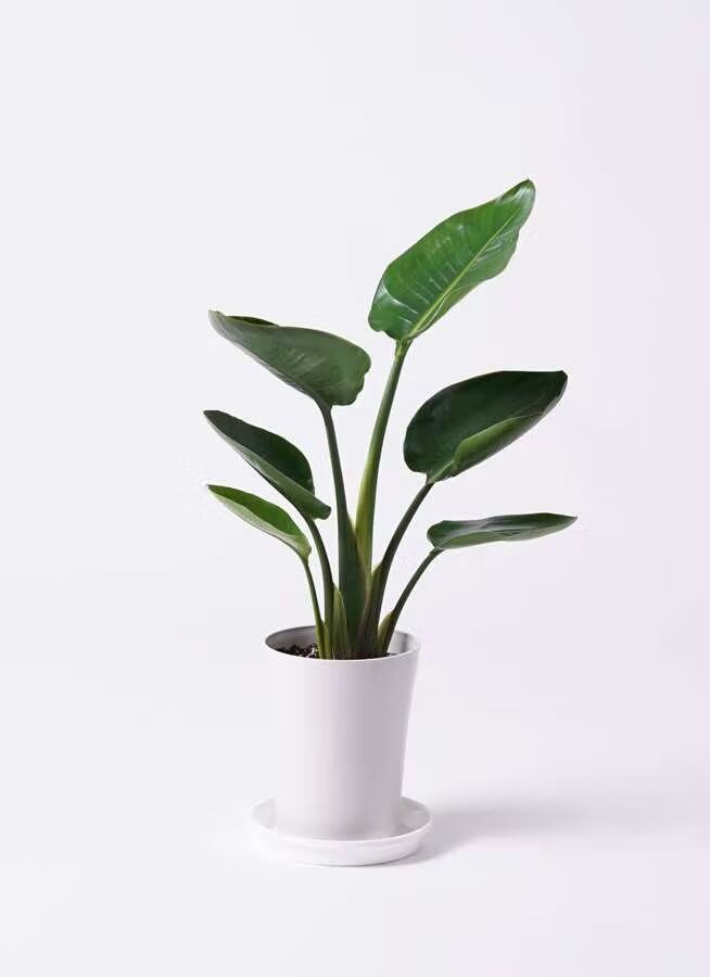 観葉植物 ドラセナ コンシンネ レインボー 8号 | CAgarden