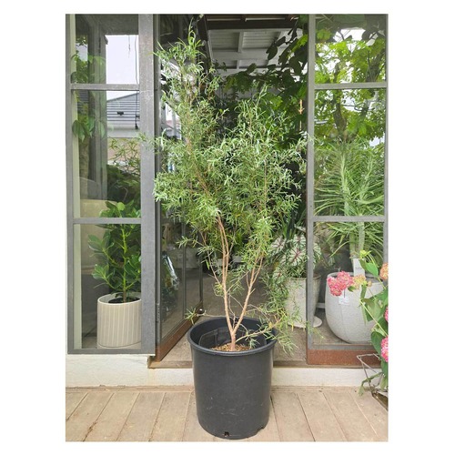 Silver tea tree