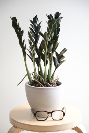【M】ザミオクルカス ダークミクロ/Zamioculcas
