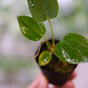 【希少】Anthurium Queen of Heart / アンスリウム クイーン オブ ハート⑨ / 観葉植物<育て方・花言葉>