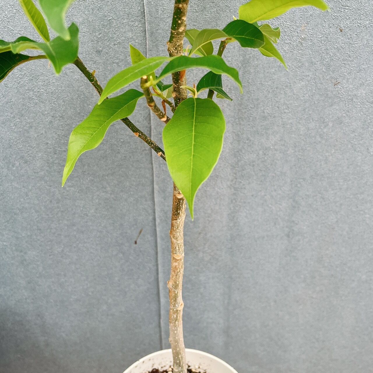 現品　キンコウボク　金厚朴　観葉植物　レア　希少　香水　インテリアグリー　常緑樹 観葉植物 在庫販売 キンコウボク 金厚朴 観葉植物 レア 希少 香水