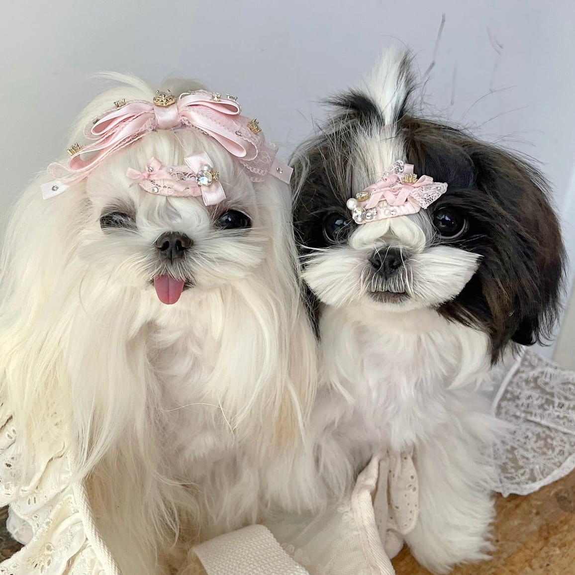 シュガーピンクレースコレクション 00628