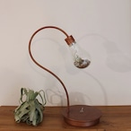 bulb terrarium