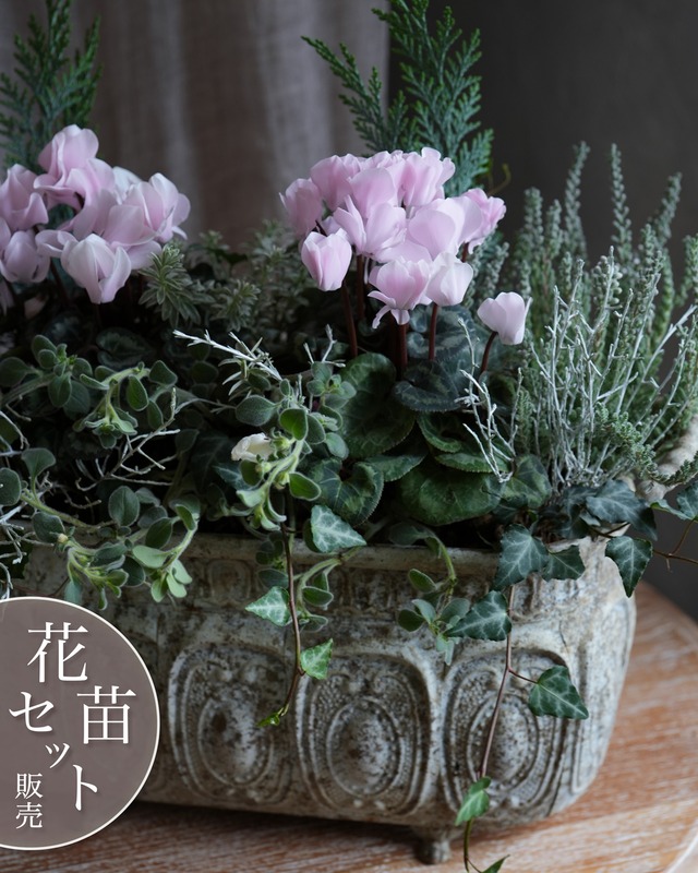 【花苗セット】ミニシク ロージーグローの寄せ植えミニ花苗セット