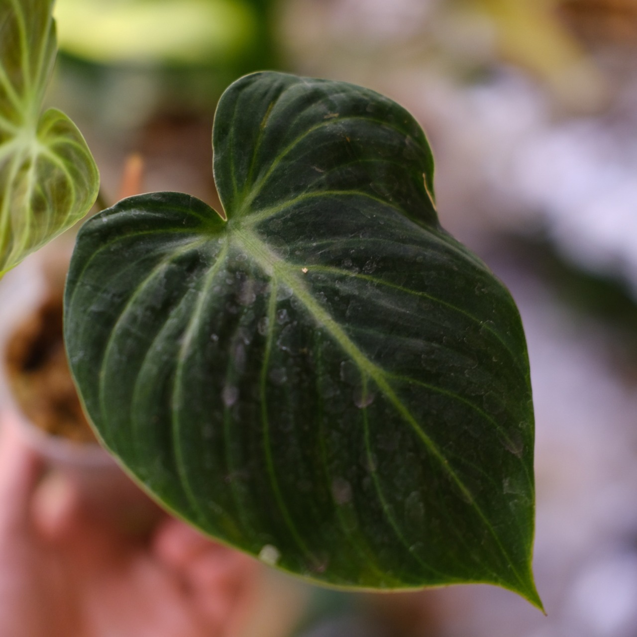 フィロデンドロン エルチョコレッド / Philodendron "El Choco Red"⑪ / 観葉植物<育て方・花言葉>