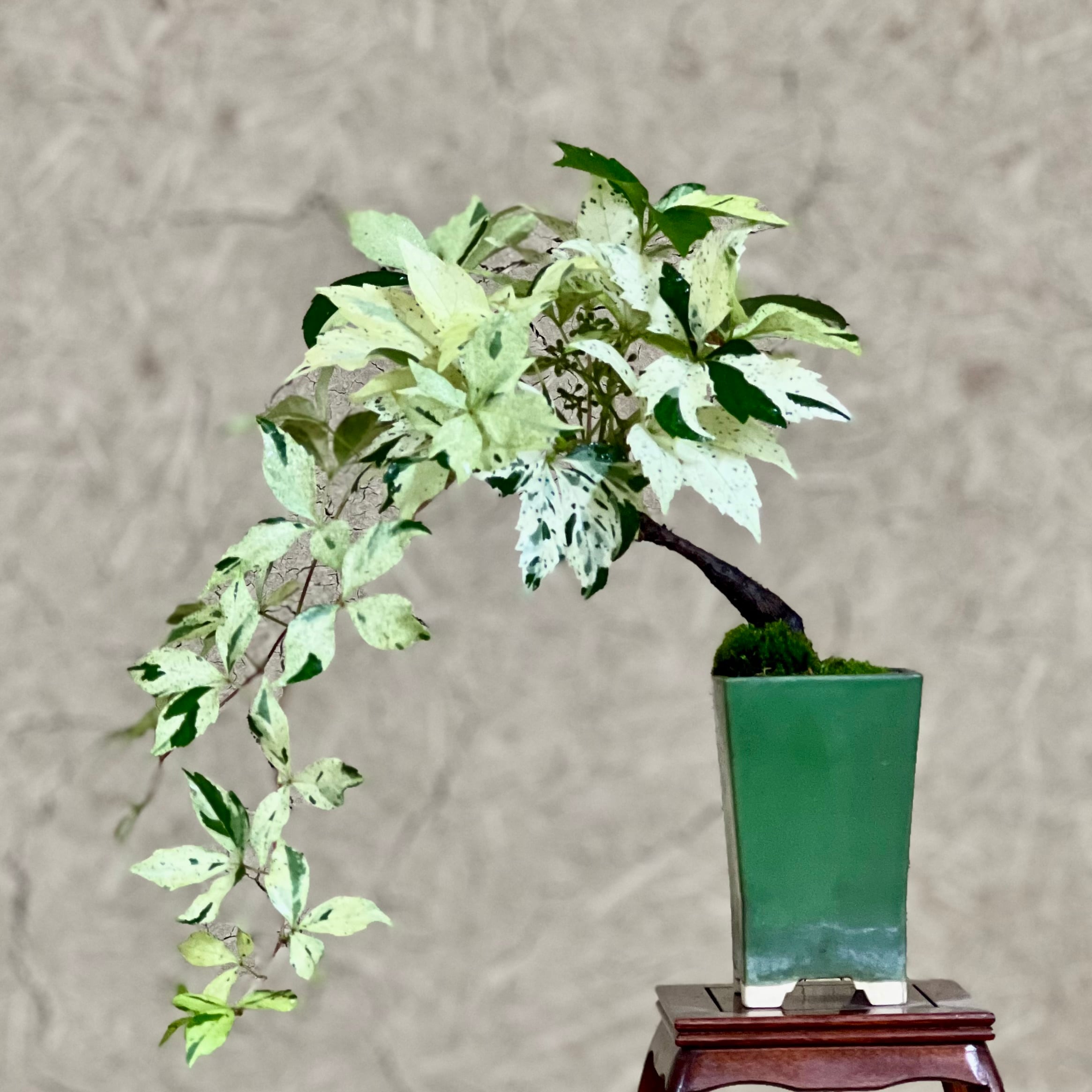 イチョウの寄植え盆栽｜小さな木立を楽しむ一点物｜高さ約30cm