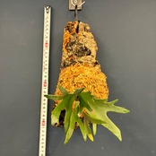 【UJ】ビカクシダ P. willinckii 'Nano' Spore 板付け (コルク)【1072】