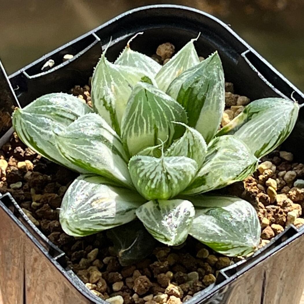 ハオルチア 三仙寿錦 ハオルチア 三仙寿錦 | mocono_plants