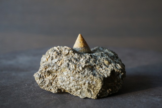 イタリア産巻貝化石 Tectus semilaevigatus 1025