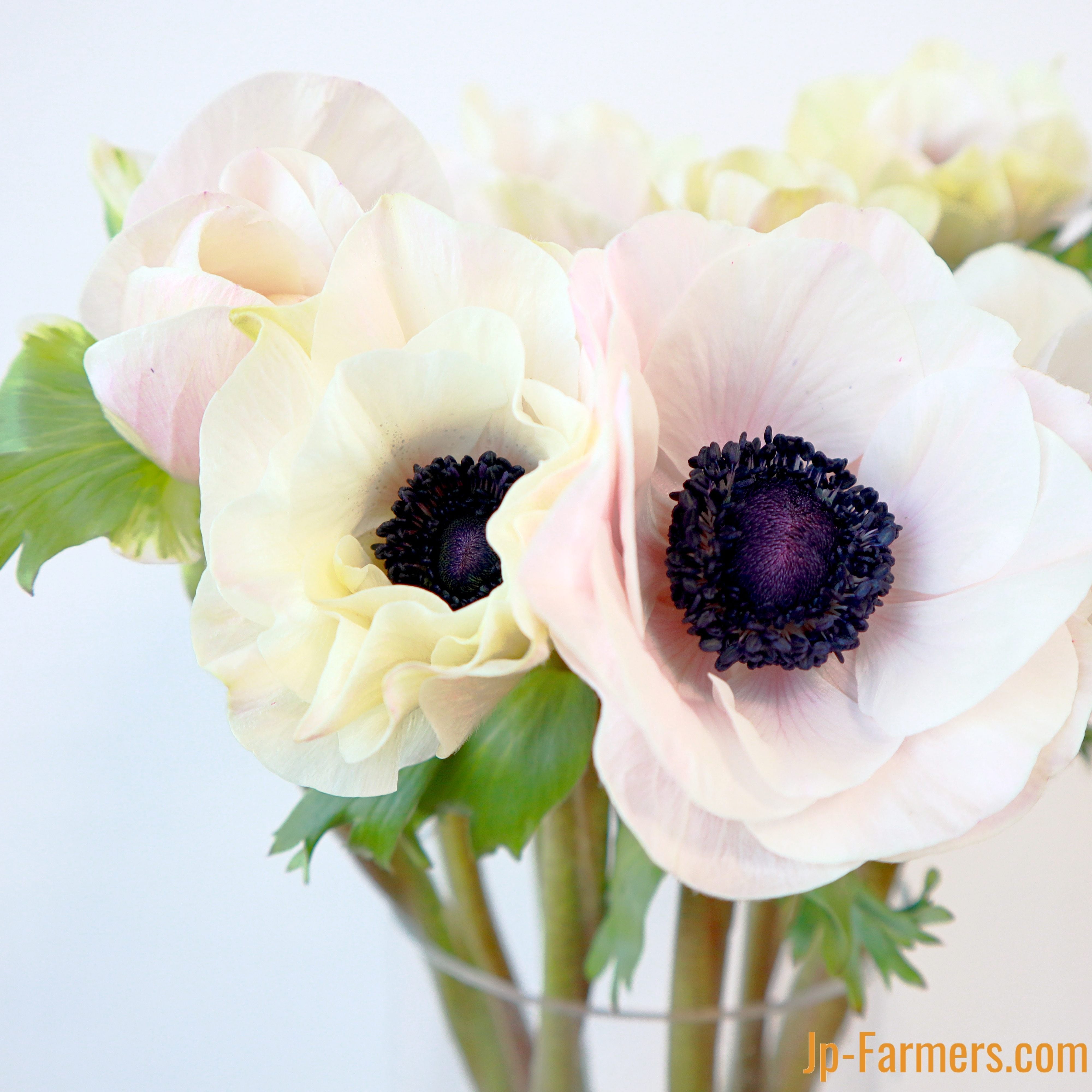 アネモネ ライトピンクブラックセンター 10本 | 新鮮お花問屋 Jp