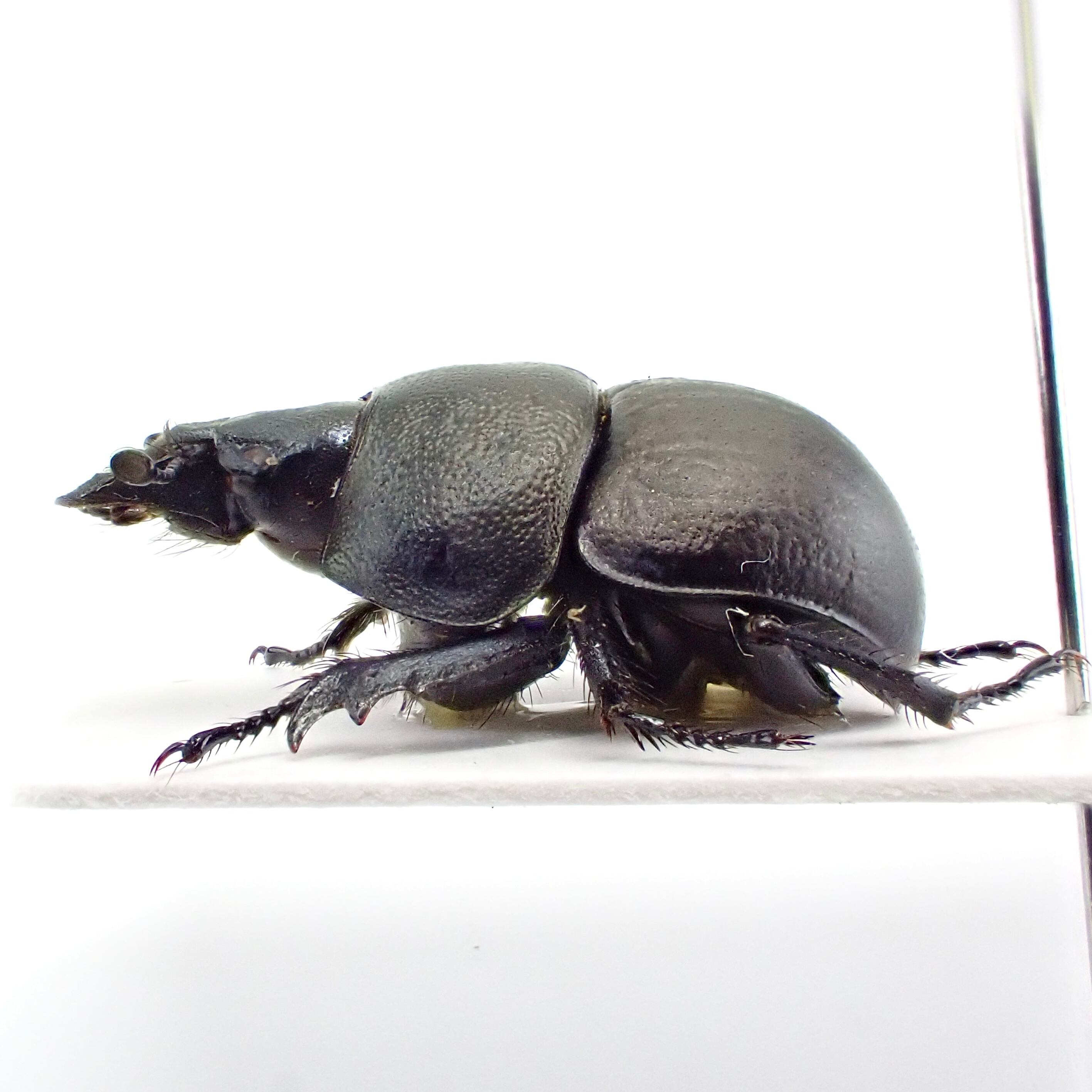 カザフスタン産 Lethrus microbuccis ♂♀ 14mm/12mm | 昆虫標本