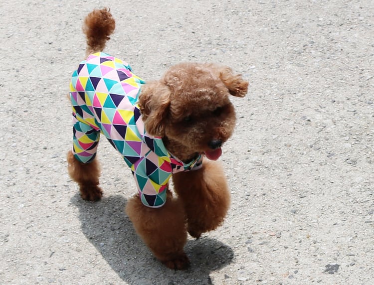 【SALE】 colorful raincoat S ~ 2XL / 犬服 レインコート ドッグウェア 小型犬 中型犬 ペット用品 ワンコ服 b30