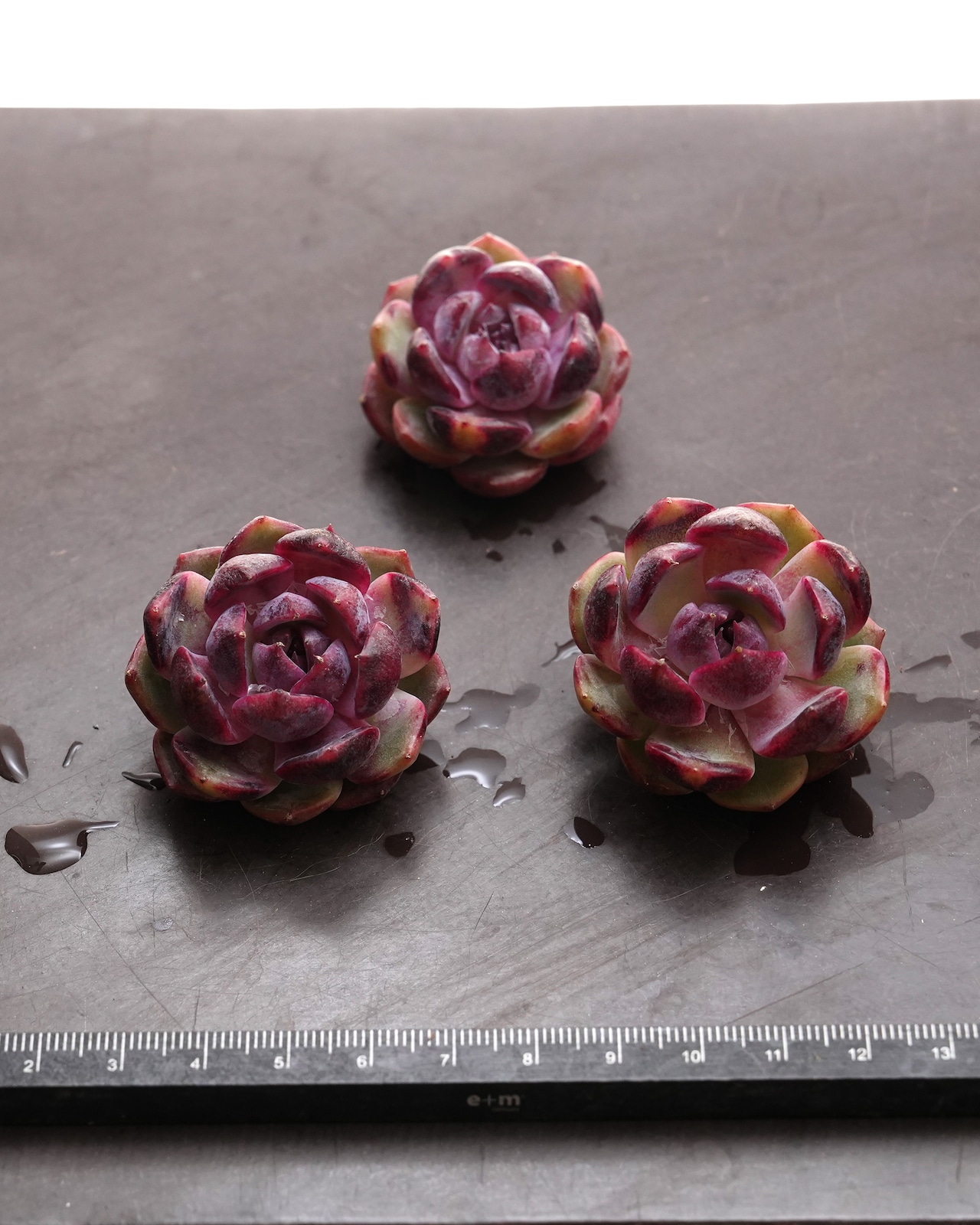 カット苗 ブルーベリー Echeveria 'Blueberry'