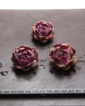カット苗 ブルーベリー Echeveria 'Blueberry'