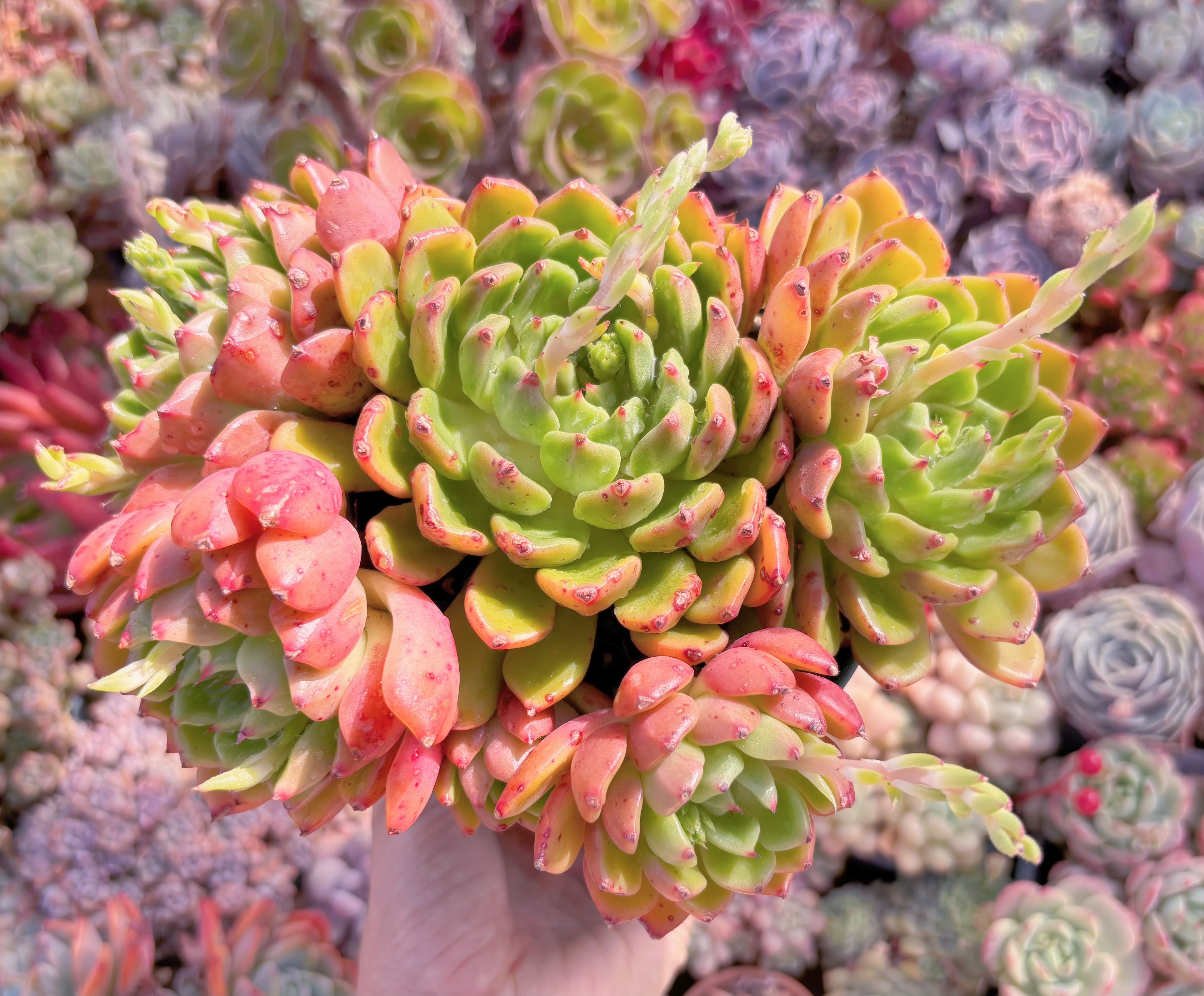 現品　新品種　油画#041　特大群生　新入荷