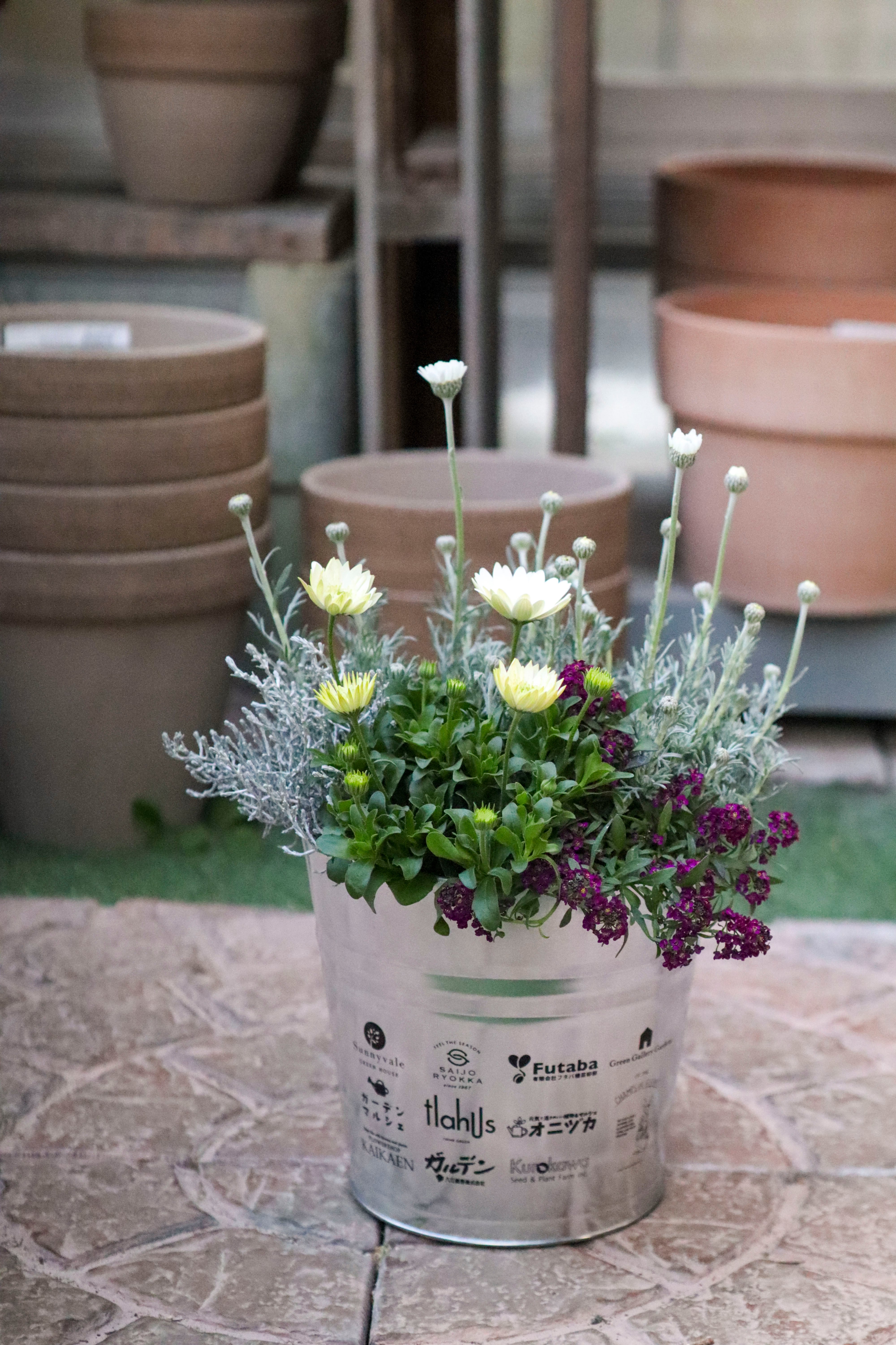 神戸べっぴんさん】ブルージャスミン2ポット | オニ通