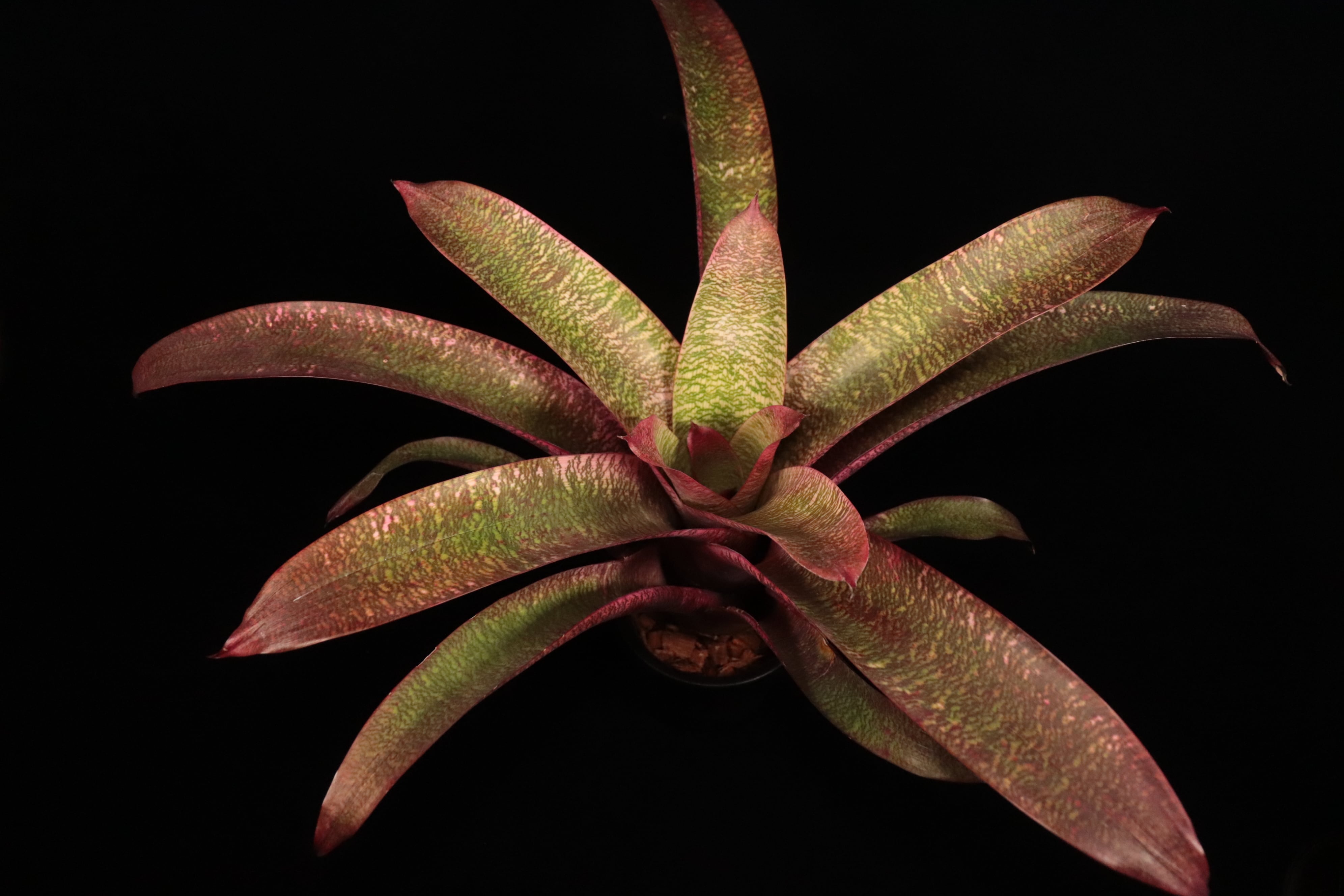 reserved】Vriesea 'Ice Snow Berries' x 'Living in Paradise' #1