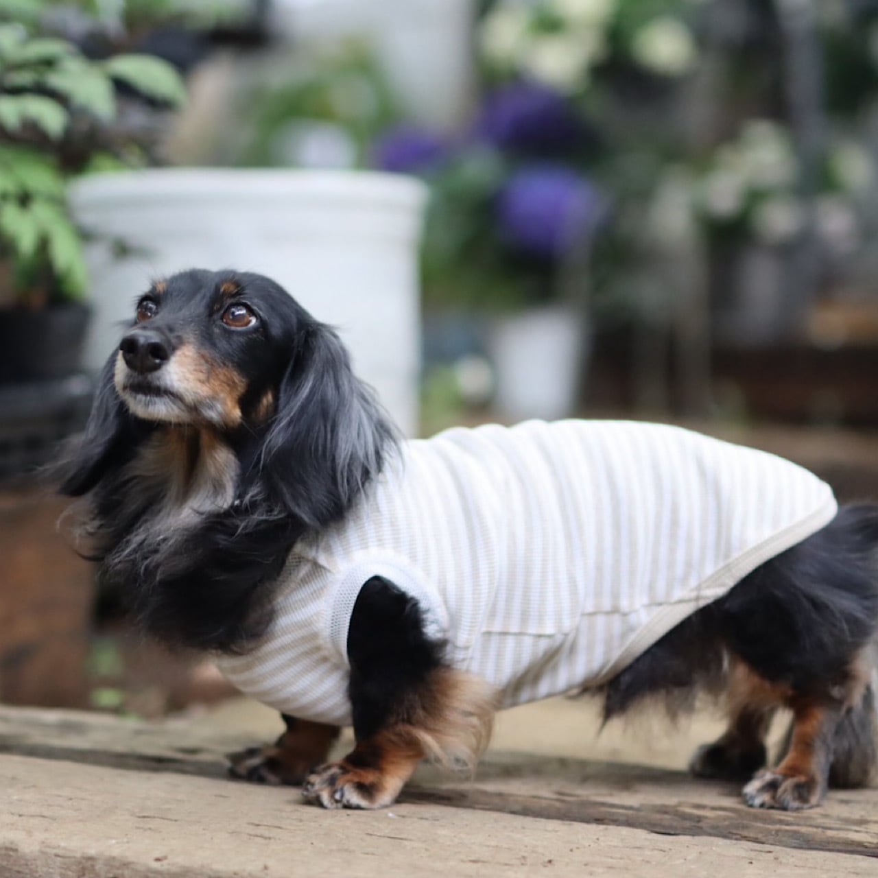 袖なし | カニンヘンダックスとミニチュアダックス専門のお洋服web