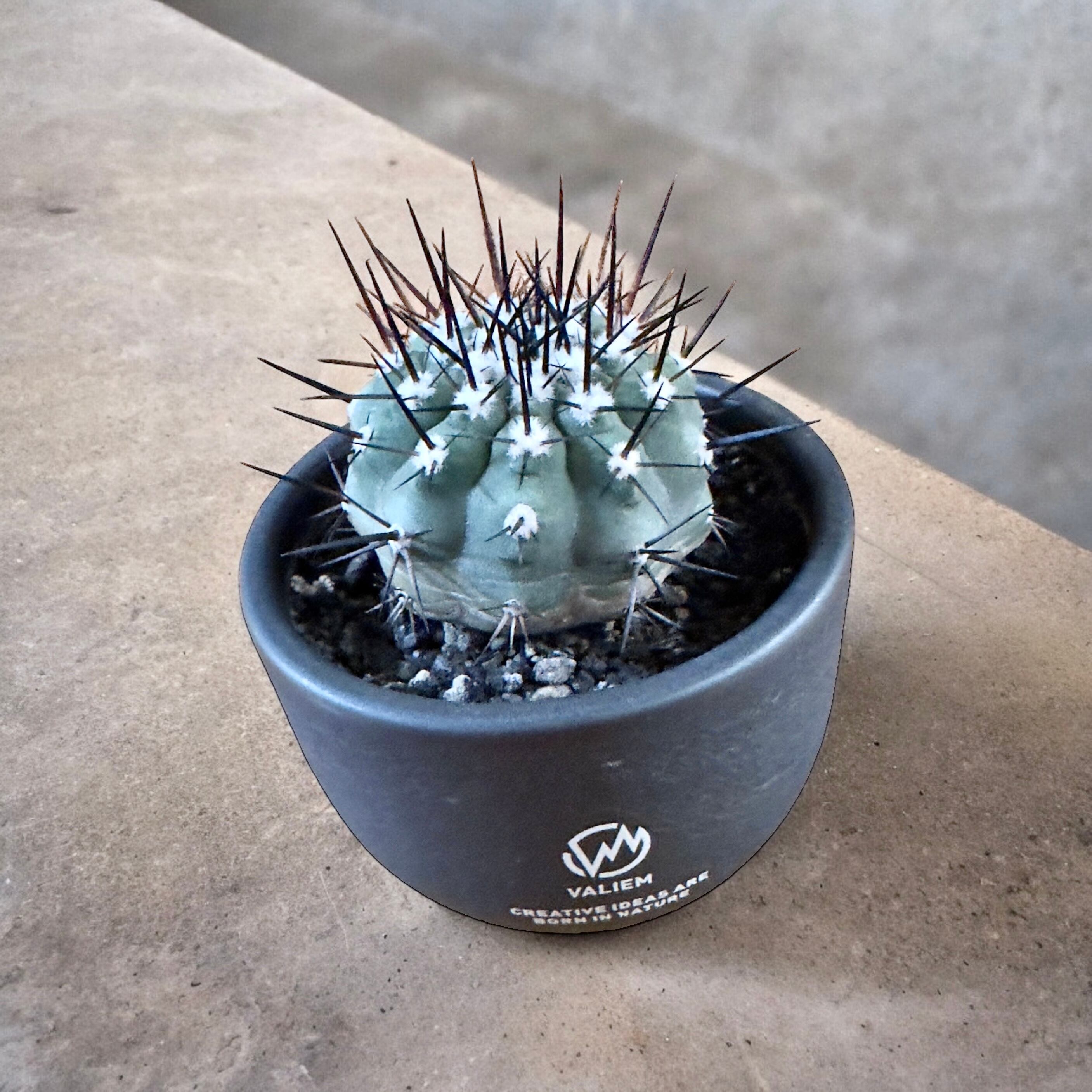 copiapoa chinerea コピアポア シネレア 黒王丸【観葉植物 copiapoa chinerea コピアポア シネレア 黒王丸【観葉植物