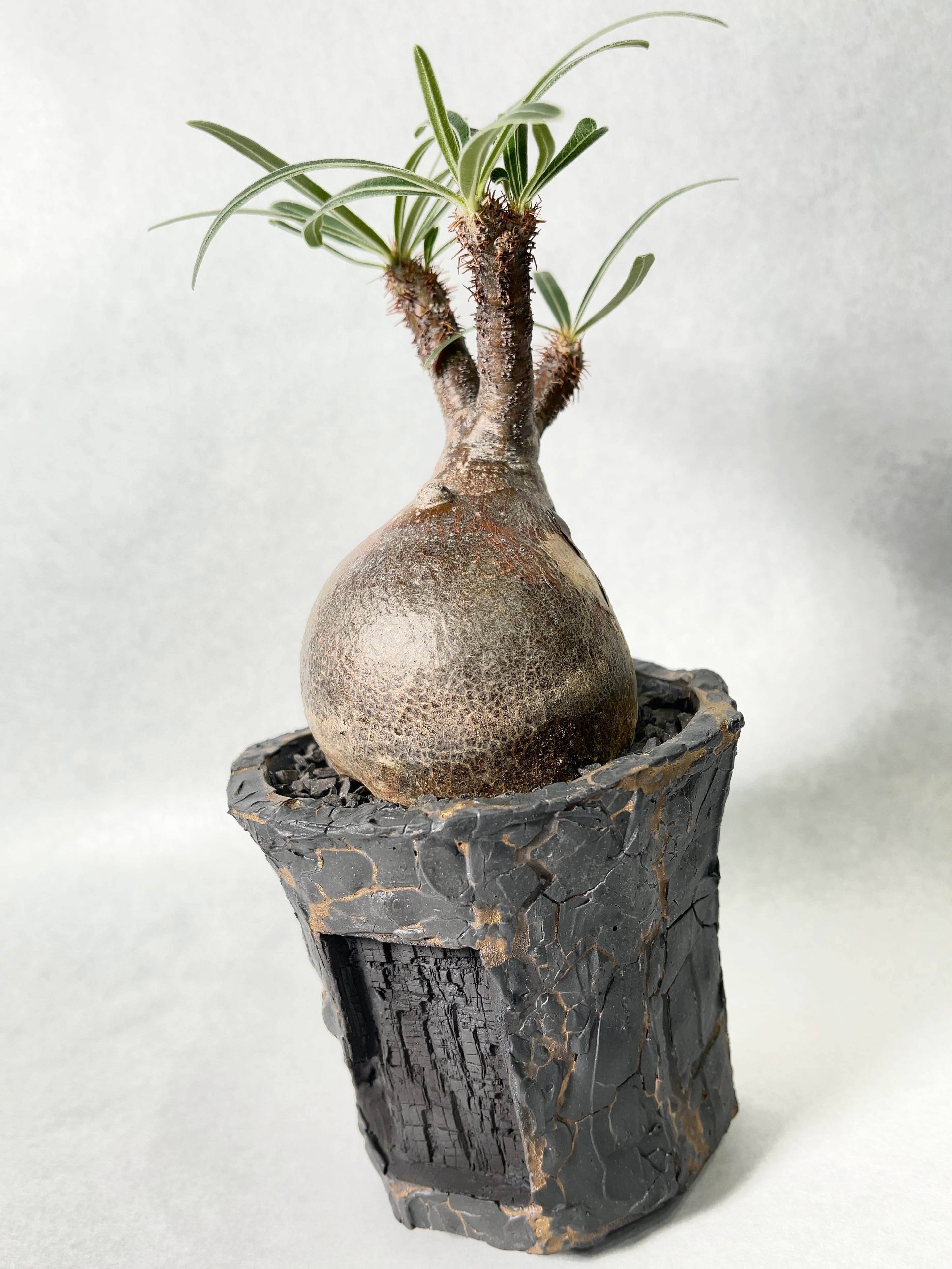 佐藤恵一 | trigger