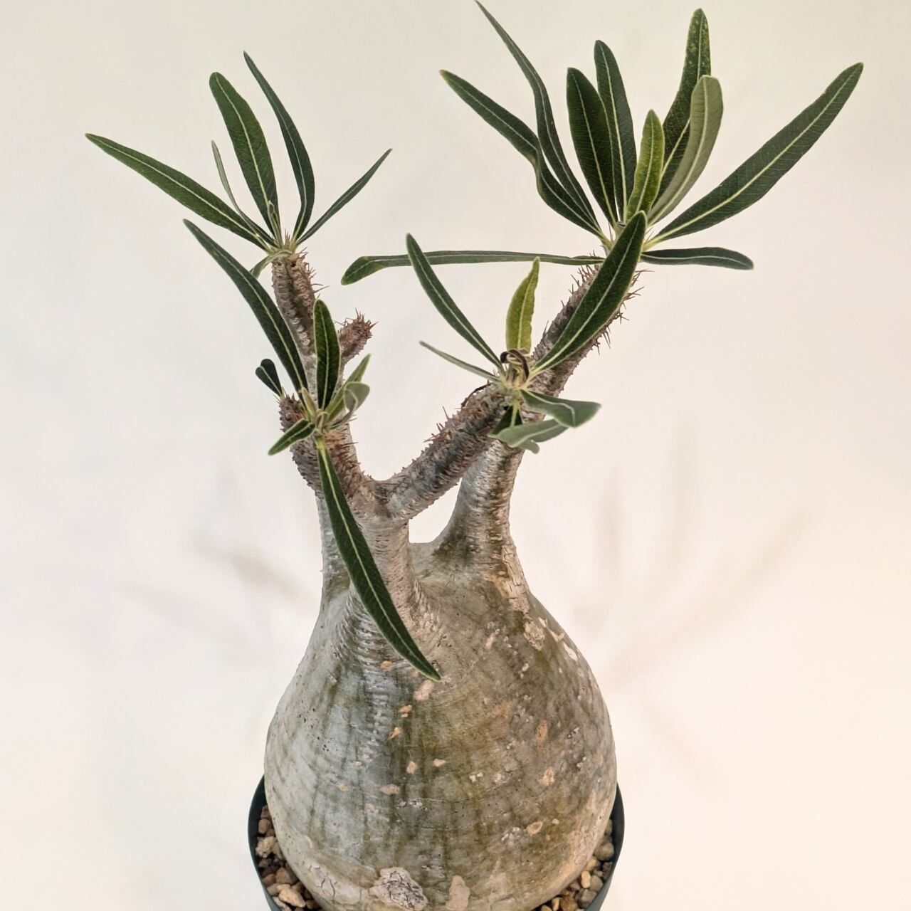 パキポディウム ロスラツム ロスラーツム 象牙宮◆鉢ごと パキポディウム ロスラツム ロスラーツム 象牙宮◇鉢ごと