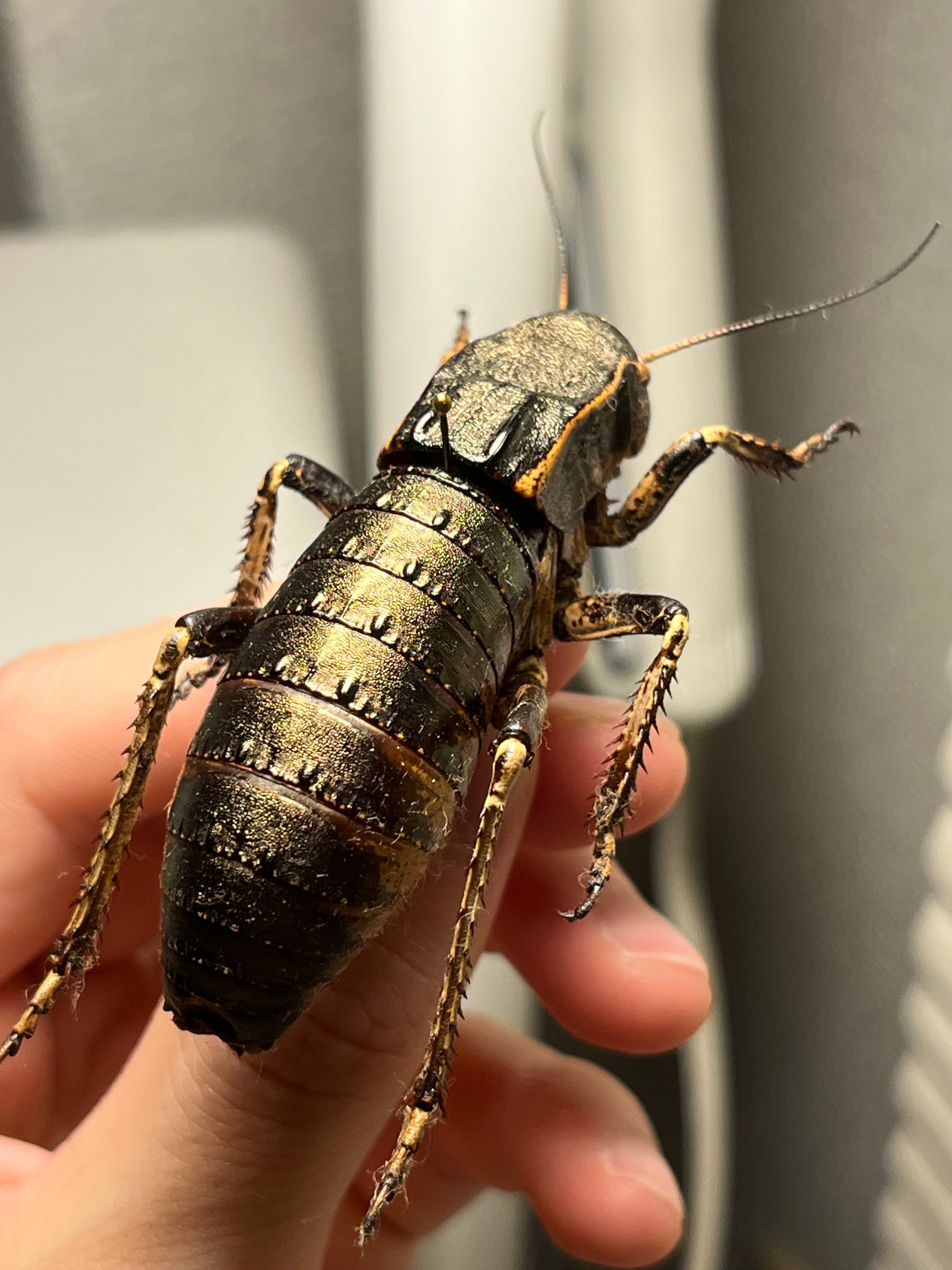 マキバネコロギス 昆虫標本バッタ キリギリスコロギスリオック直翅類