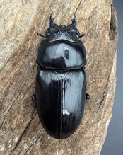《オオクワガタ 能勢SR血統 54mm ♀単》