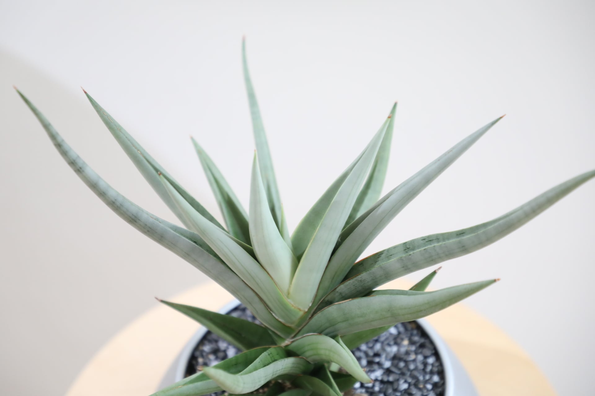 M】【希少】サンスベリア ミラノ/Sanseveria | 【厳選植物・器】MIDORI