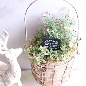 mondimanche　寄せ植え　ヘリクリサムななこバッグ｜　寄せ植え　届いてすぐ玄関に飾れる 　プレゼントにもオススメ　