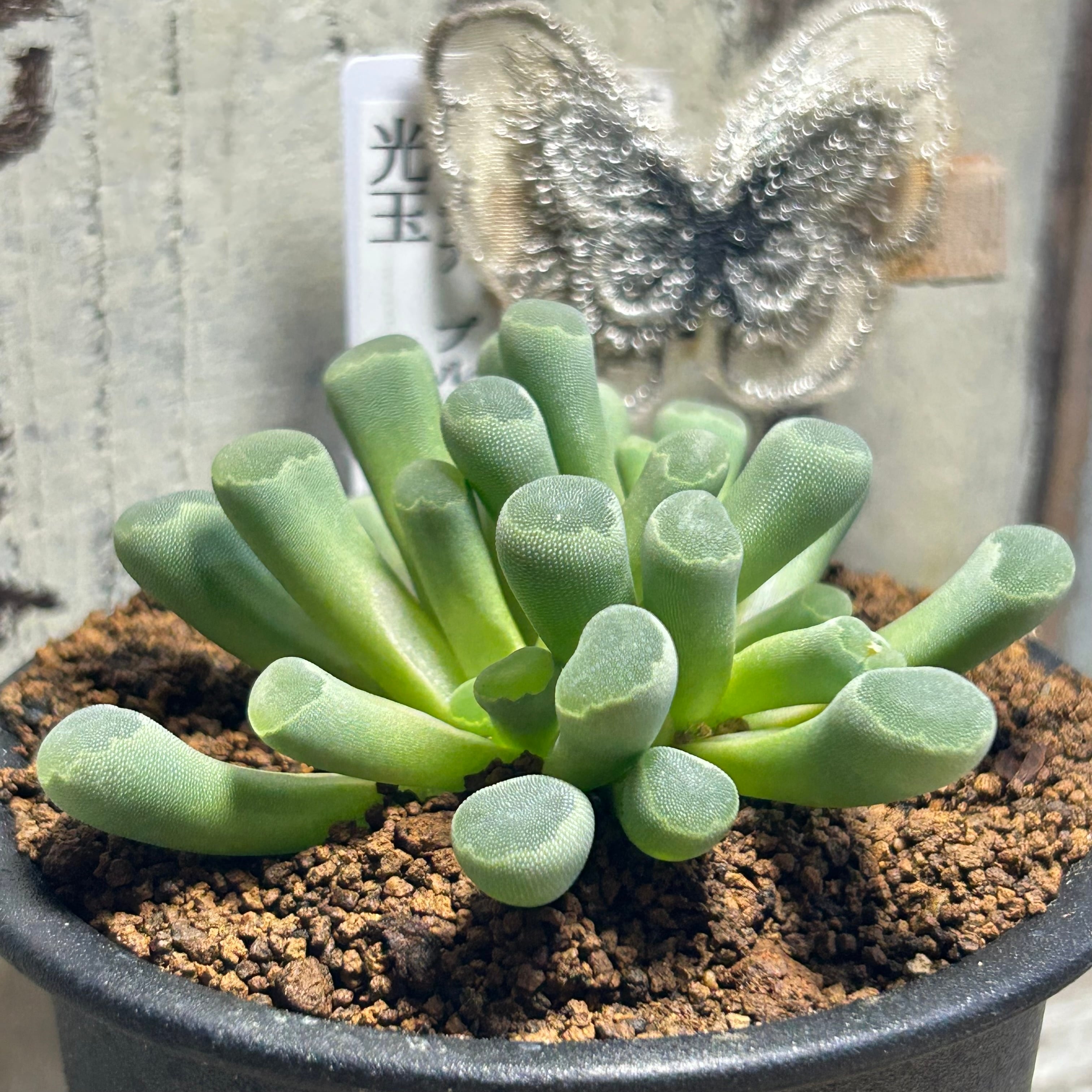 光玉 フリチア プルケア | RuPo 多肉植物専門店
