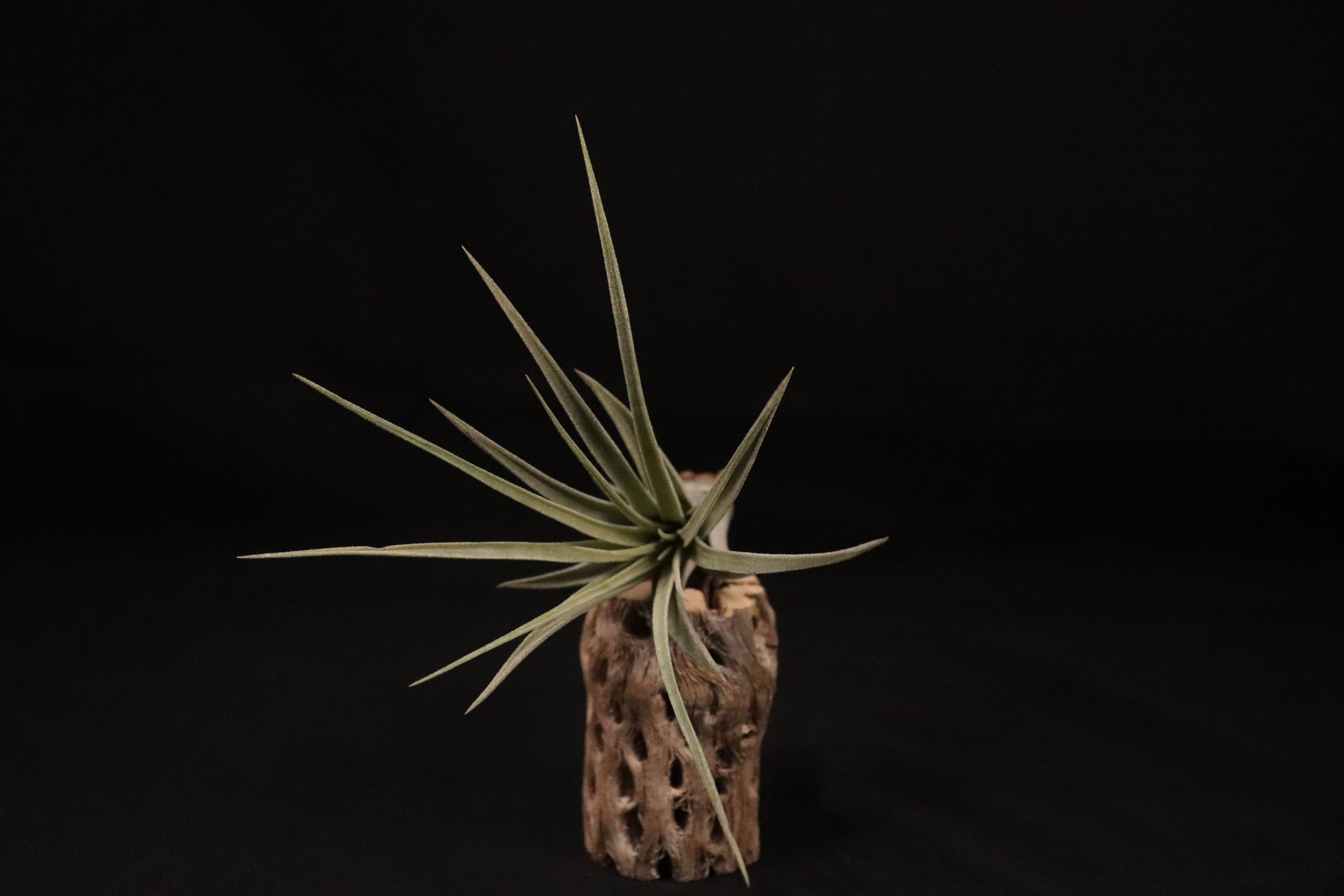 送料無料】'Jumping for Joy'〔エアプランツ〕現品発送T3544 | plane