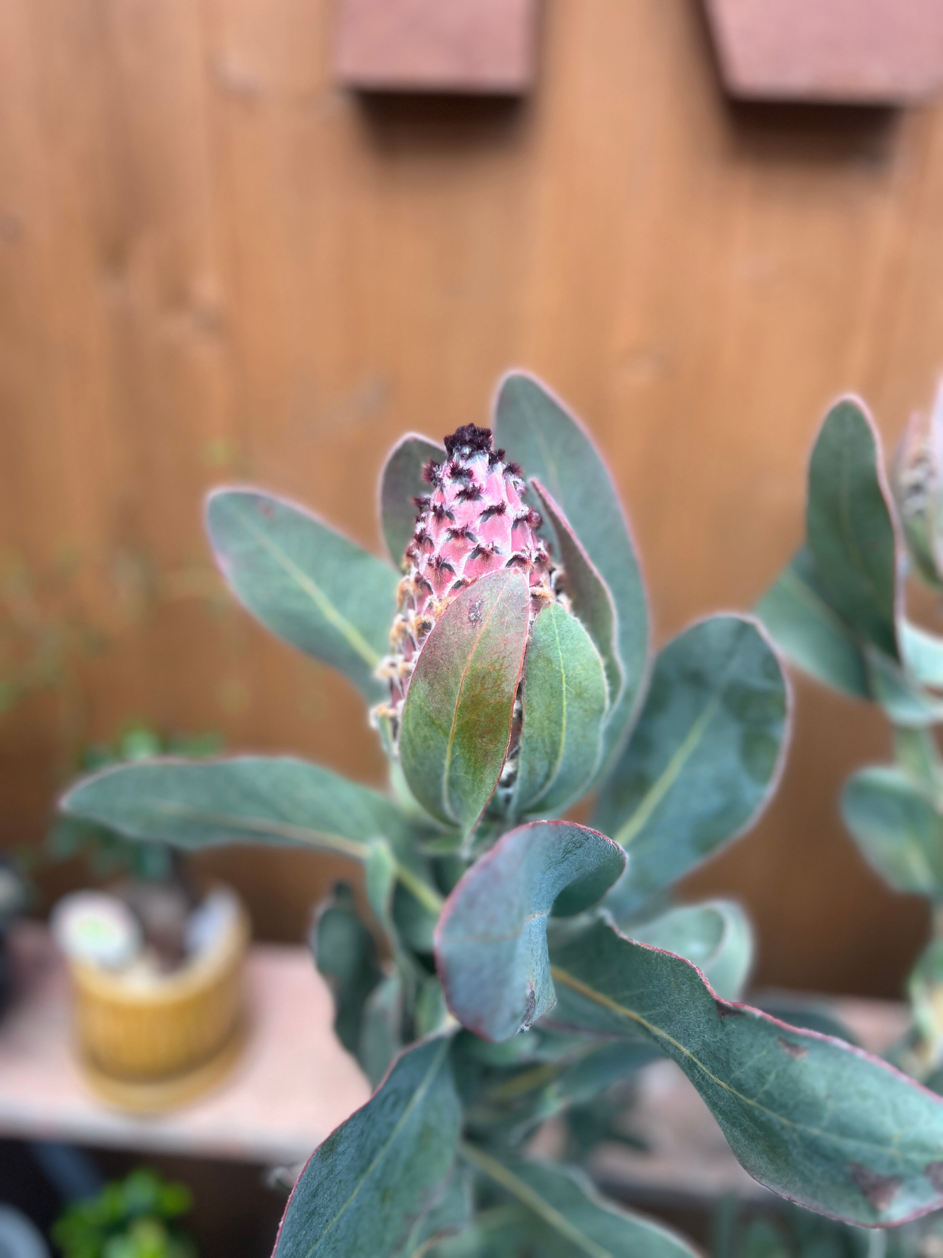 プロテア クイーン(4F) | 沼ノ上農園