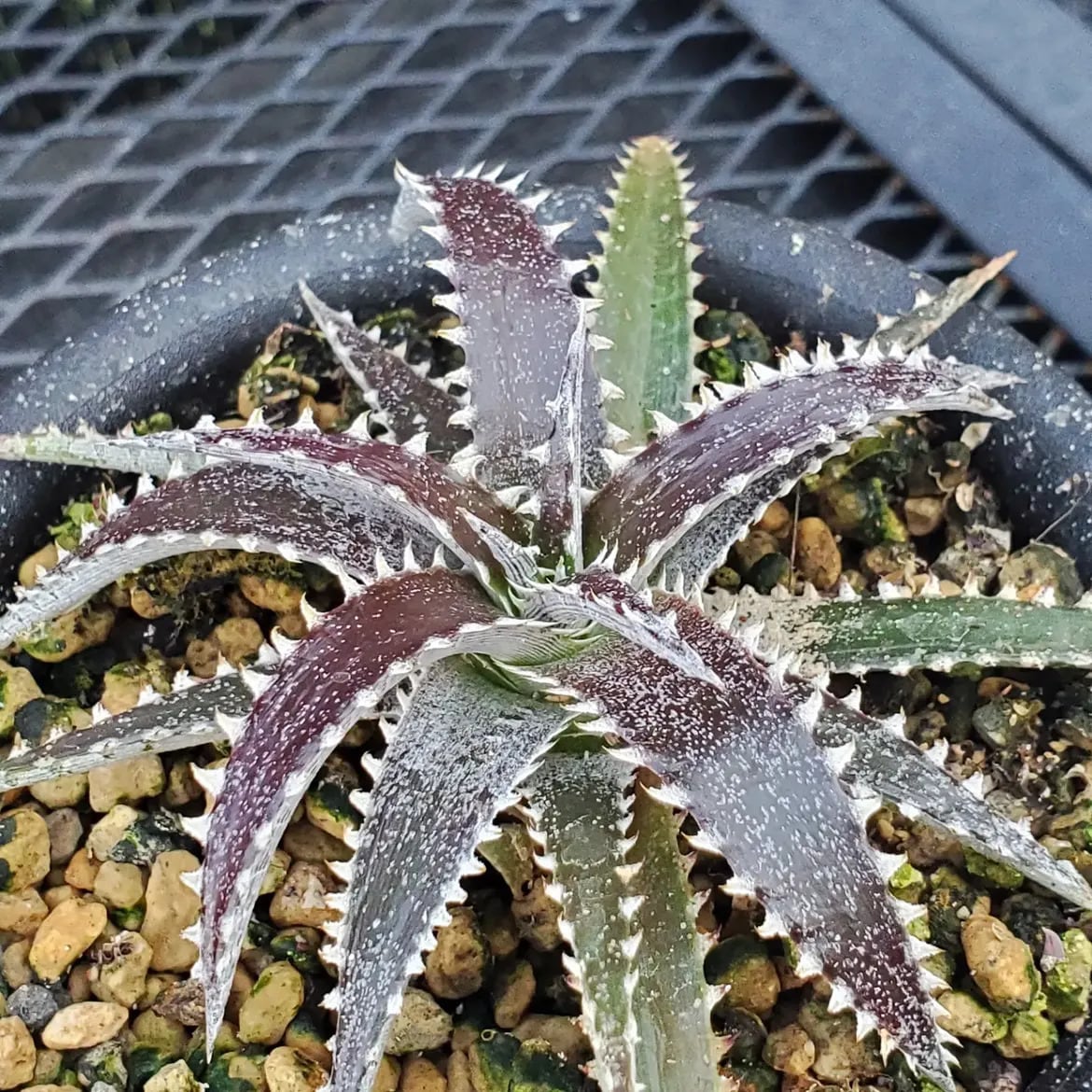 Dyckia（ディッキア） | レアプランツ通販サイトPlants Maniax