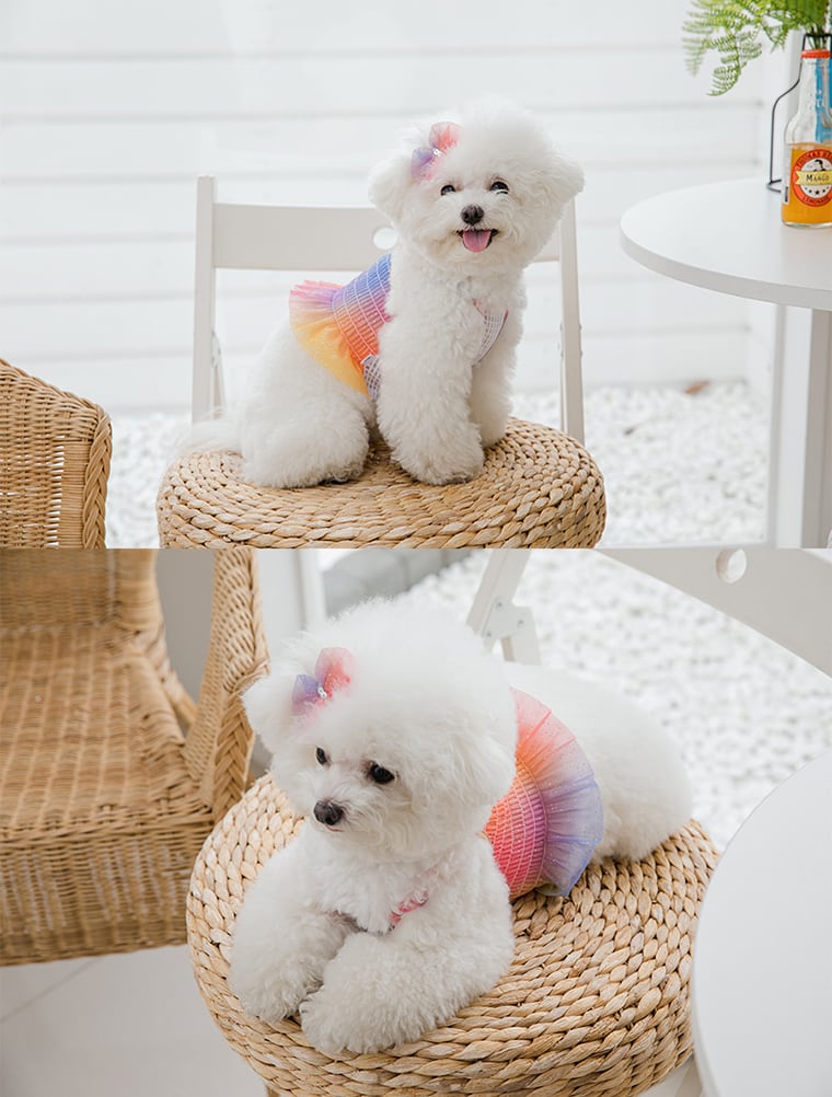 ハロークロップドトップス S ~ XL 2color  /  犬の服 犬服 新作 ショート丈 クロップド丈 涼しい 小型犬 中型犬 ペット洋服 ドッグウェア ペット用品