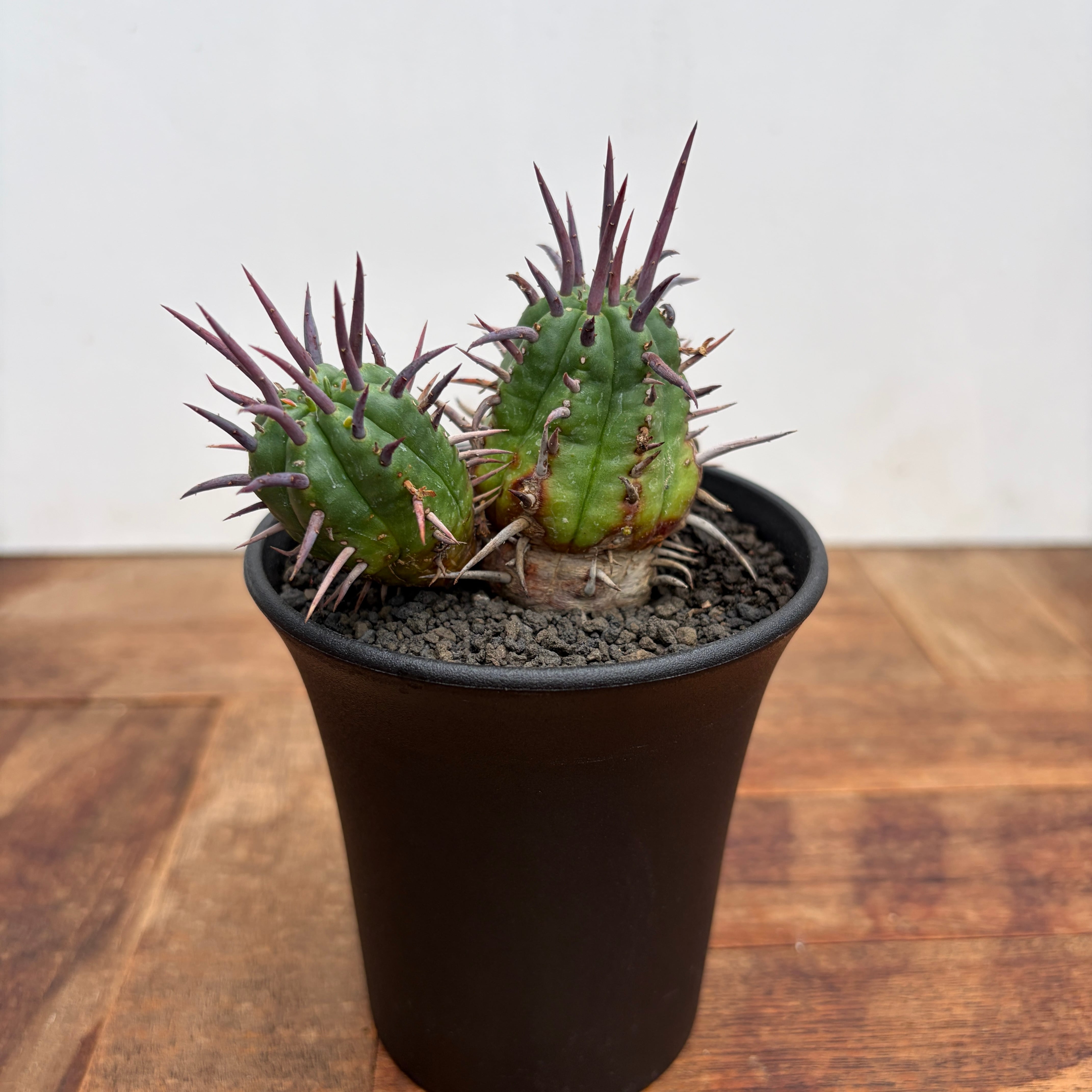 Euphorbia abdelkuri【ユーフォルビア・アブデルクリ】 | RIMO'S GREEN