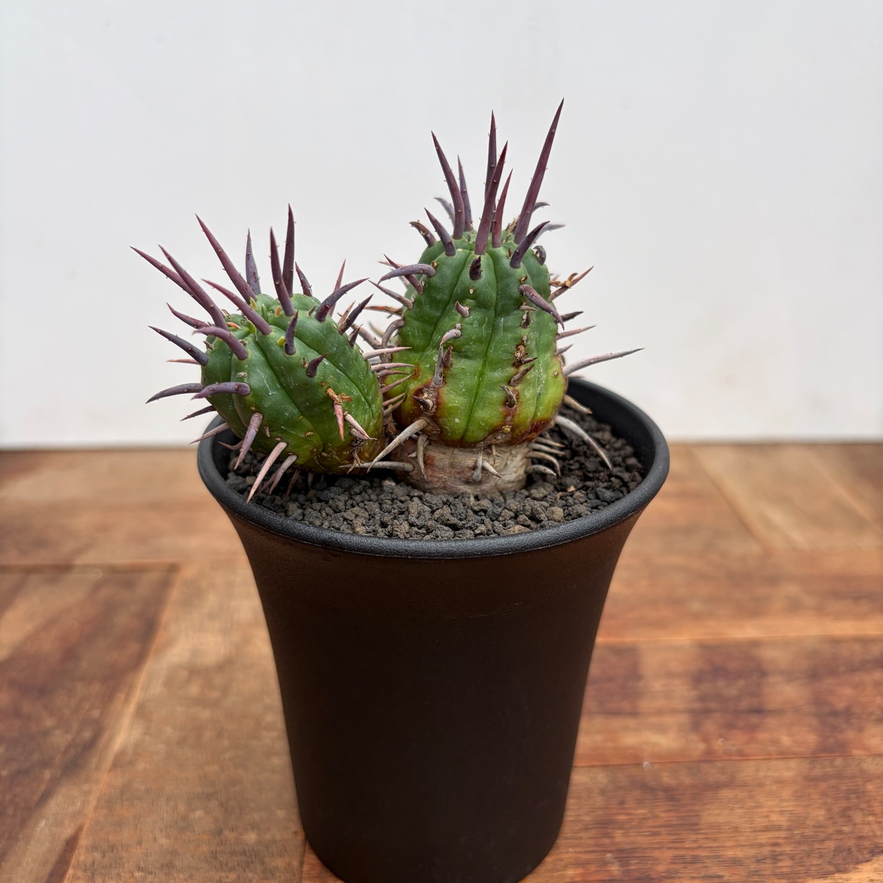 Euphorbia ferox【ユーフォルビア・フェロックス】