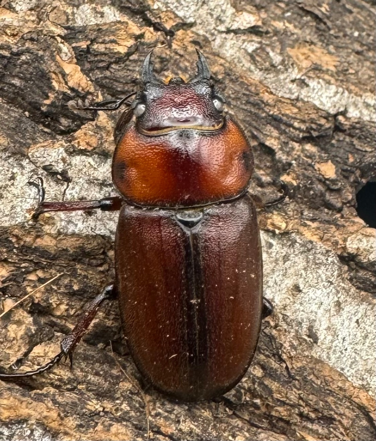 《トカラノコギリクワガタ ホワイトアイ ♀単+おまけB品♂》