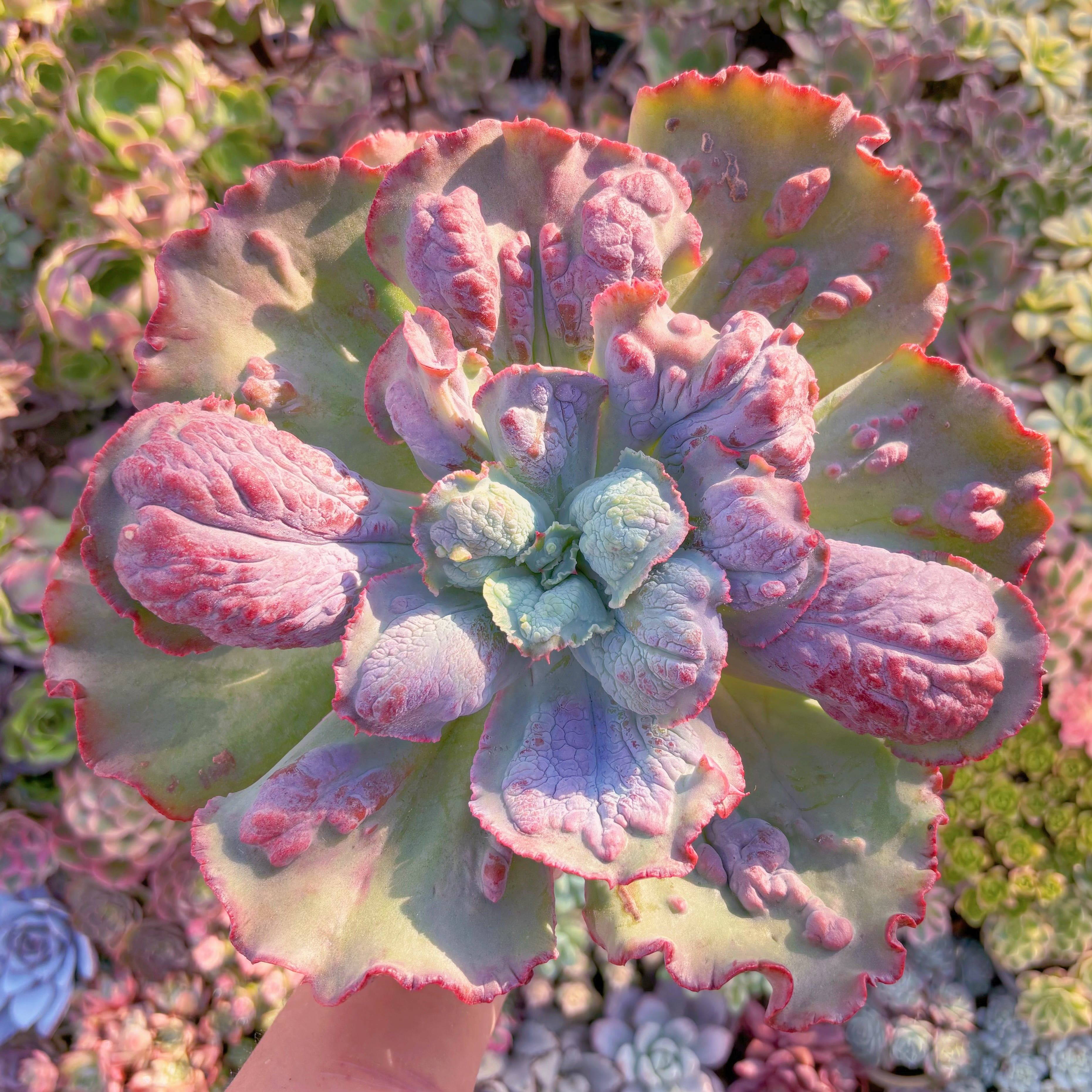 現品　カーニバル#K049　特大大苗　新入荷　るる農園